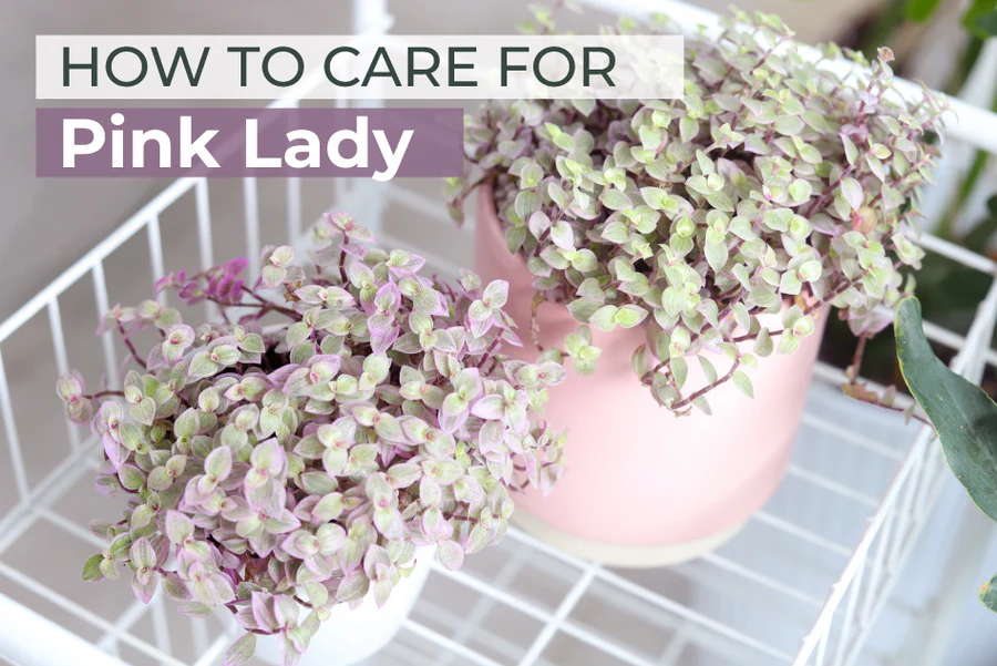 How to Care for Pink Lady