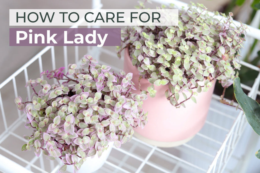 How to Care for Pink Lady Plant