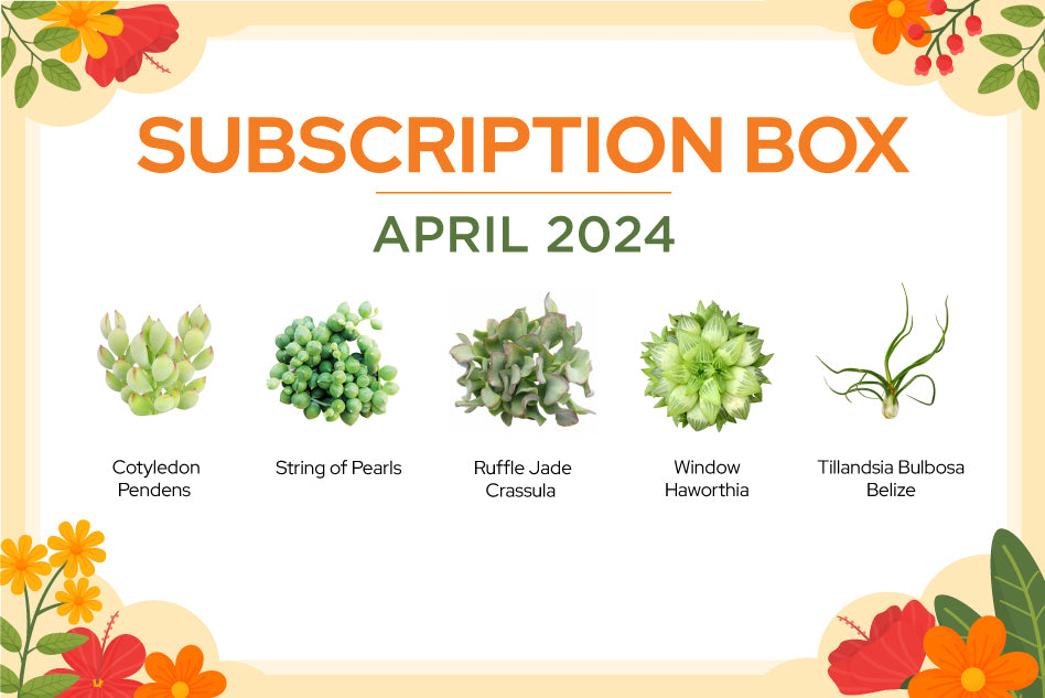 APRIL 2024 SUCCULENT SUBSCRIPTION BOX CARE GUIDE