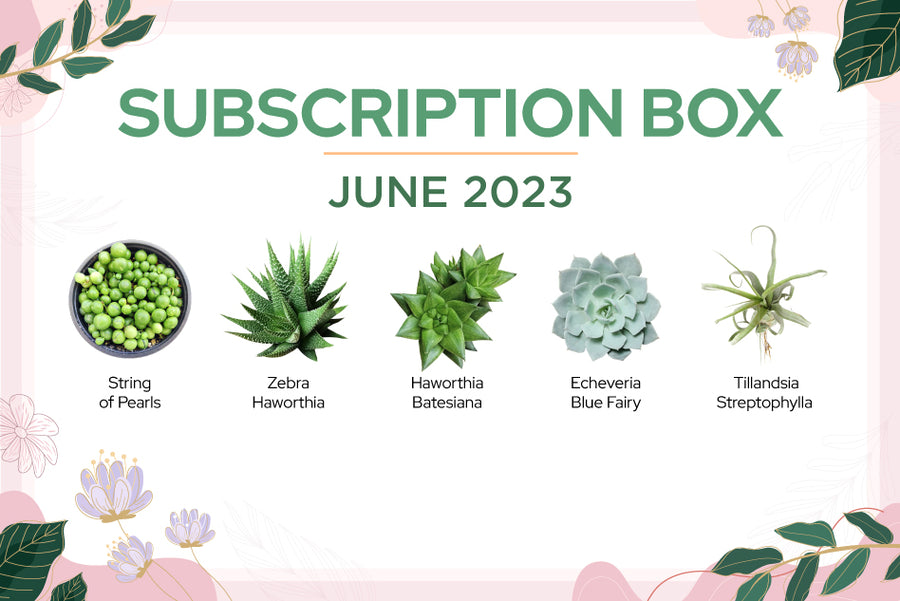 JUNE 2023 SUCCULENT SUBSCRIPTION BOX CARE GUIDE