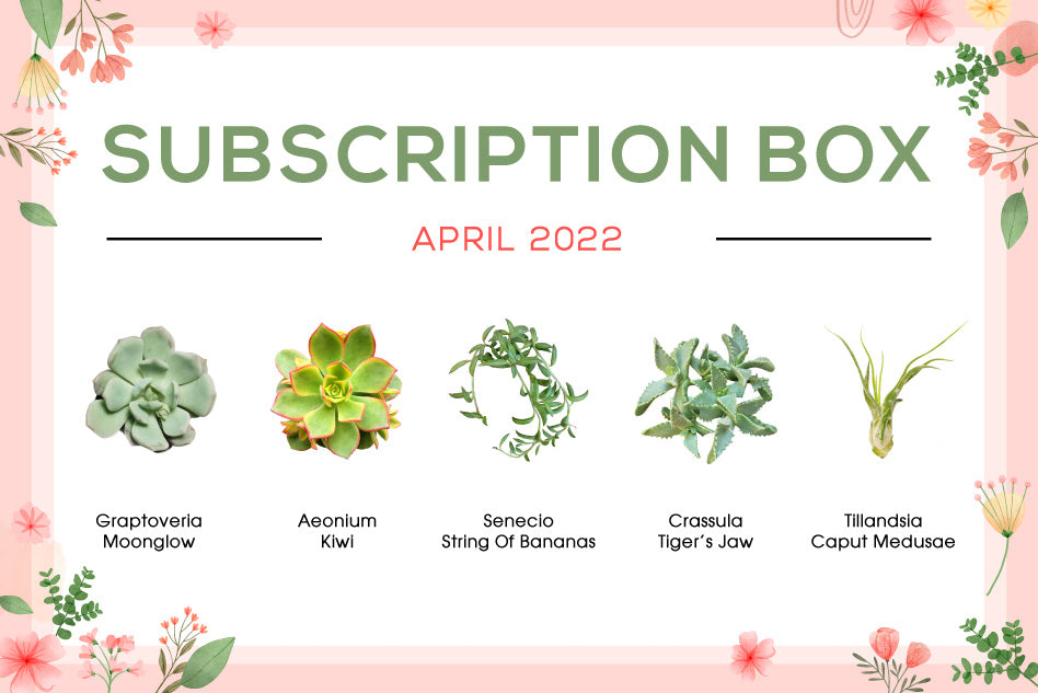 April 2022 Succulent Subscription Box Care Guide