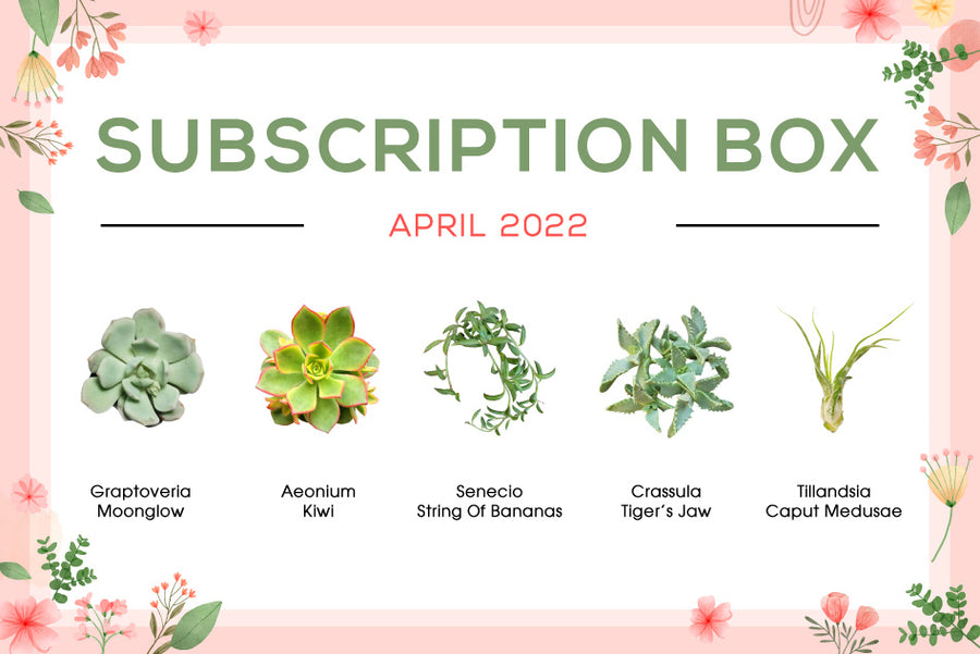 April 2022 Succulent Subscription Box Care Guide