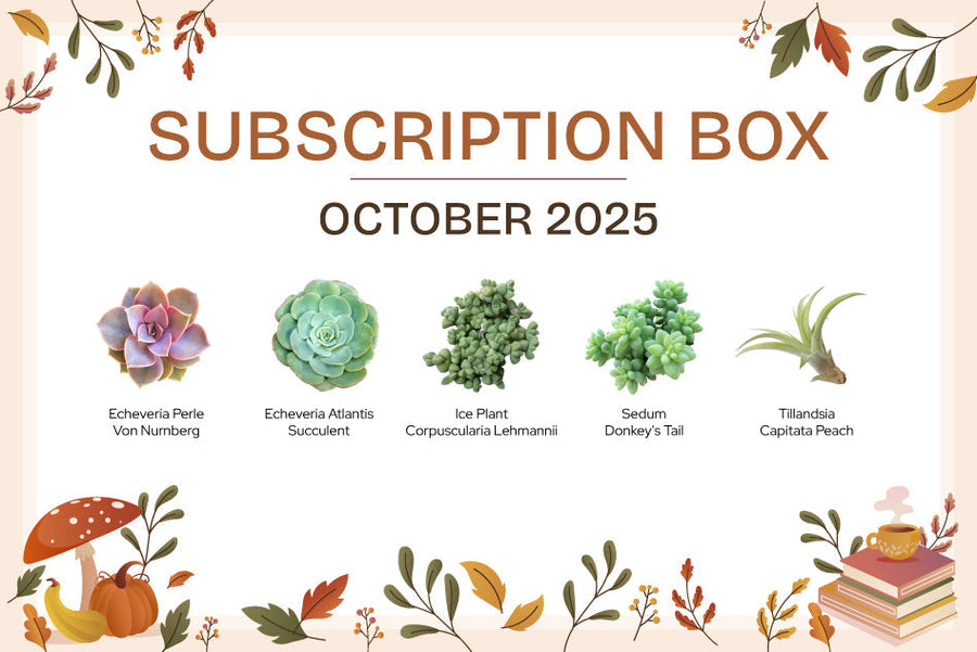 OCTOBER 2025 SUCCULENT SUBSCRIPTION BOX CARE GUIDE