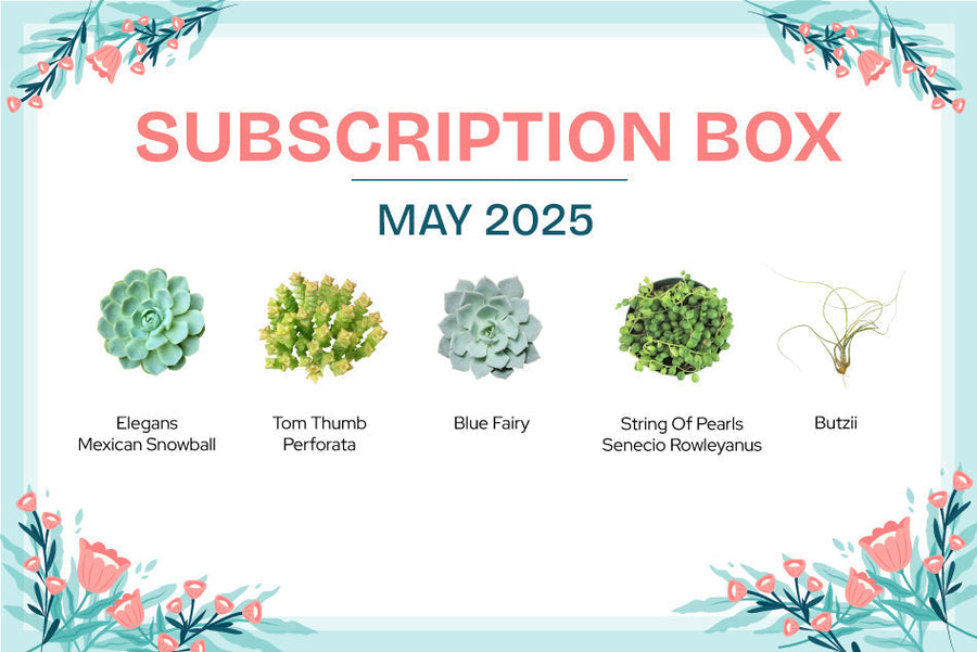 MAY 2025 SUCCULENT SUBSCRIPTION BOX CARE GUIDE