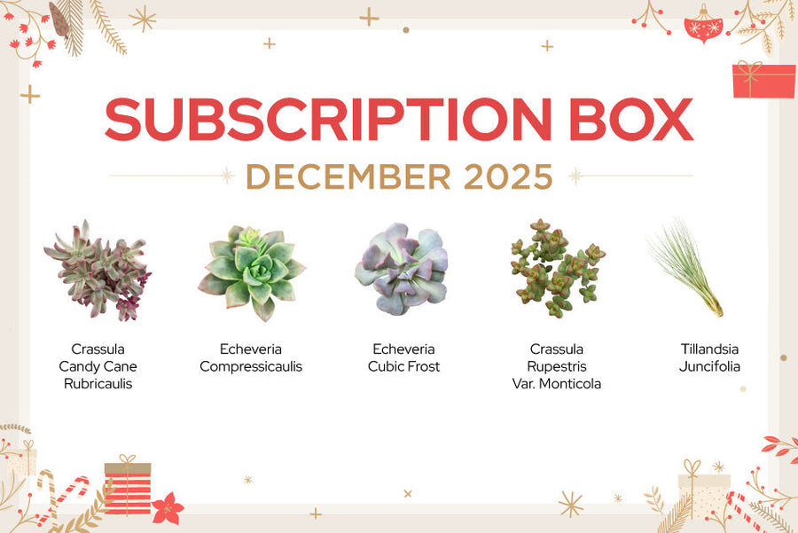 DECEMBER 2025 SUCCULENT SUBSCRIPTION BOX CARE GUIDE