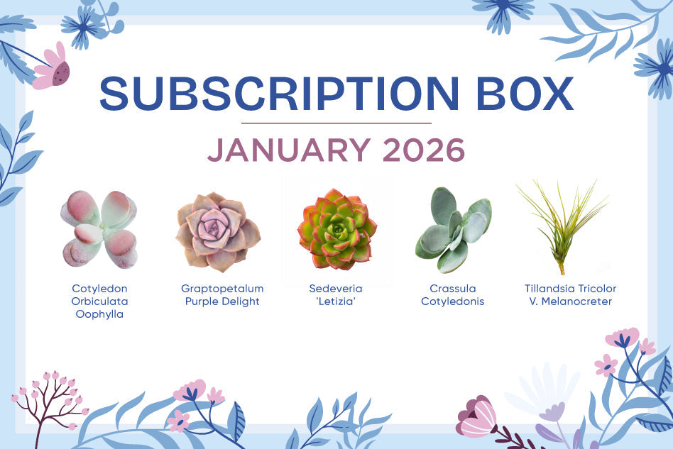 JANUARY 2026 SUCCULENT SUBSCRIPTION BOX CARE GUIDE