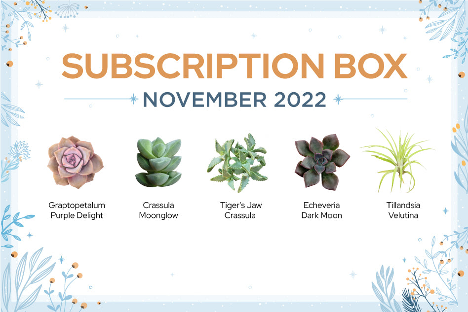 NOVEMBER 2022 SUCCULENT SUBSCRIPTION BOX CARE GUIDE