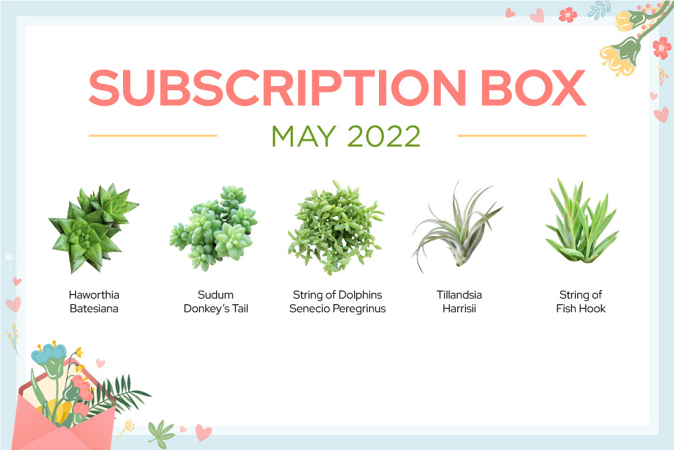 MAY 2022 SUCCULENT SUBSCRIPTION BOX CARE GUIDE