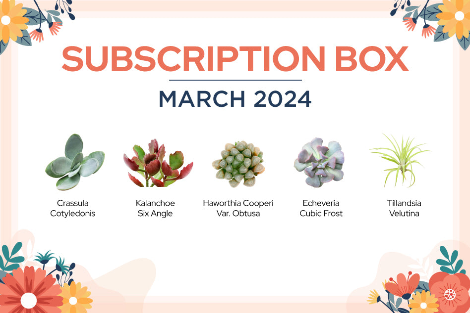 March 2024 Succulents Box Subscription Box