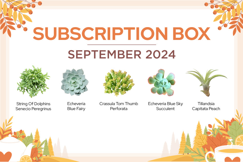 SEPTEMBER 2024 SUCCULENT SUBSCRIPTION BOX CARE GUIDE