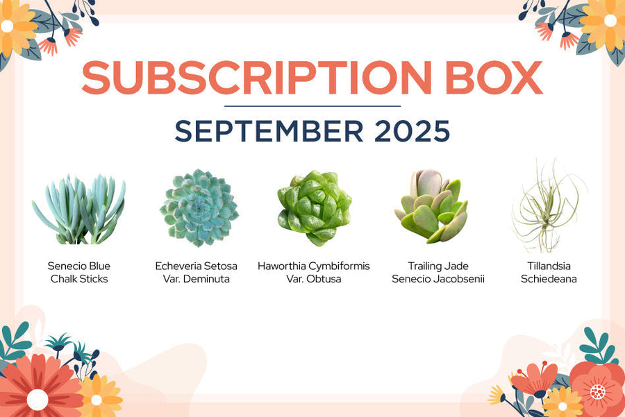 SEPTEMBER 2025 SUCCULENT SUBSCRIPTION BOX CARE GUIDE
