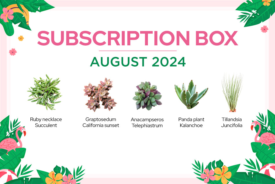 AUGUST 2024 SUCCULENT SUBSCRIPTION BOX CARE GUIDE