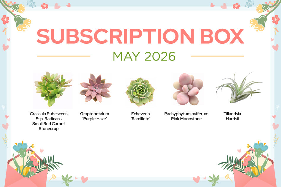 MAY 2026 SUCCULENT SUBSCRIPTION BOX CARE GUIDE