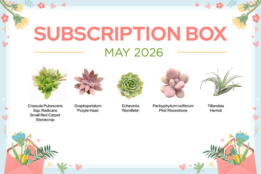 MAY 2026 SUCCULENT SUBSCRIPTION BOX CARE GUIDE