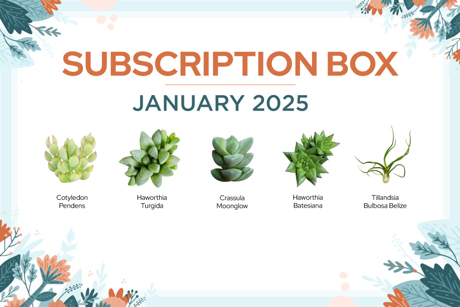 January 2025 SUCCULENT SUBSCRIPTION BOX CARE GUIDE