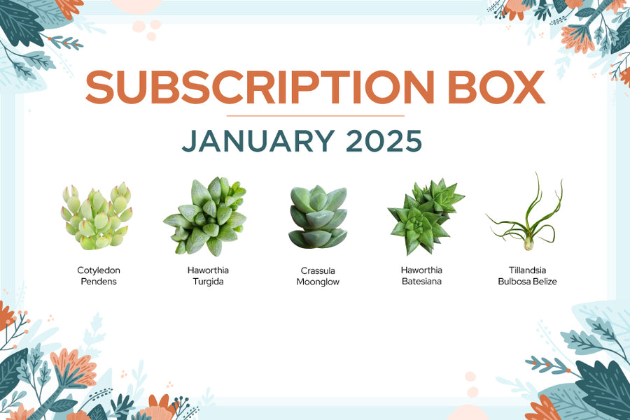 succulent subscription box monthly, succulent gift ideas