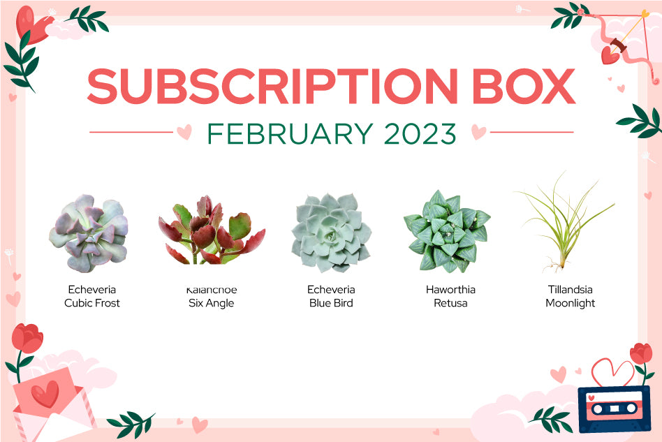 FEBRUARY 2023 SUCCULENT SUBSCRIPTION BOX CARE GUIDE