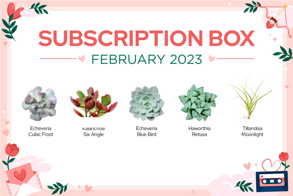 February Subscription Box, succulents subscription box 