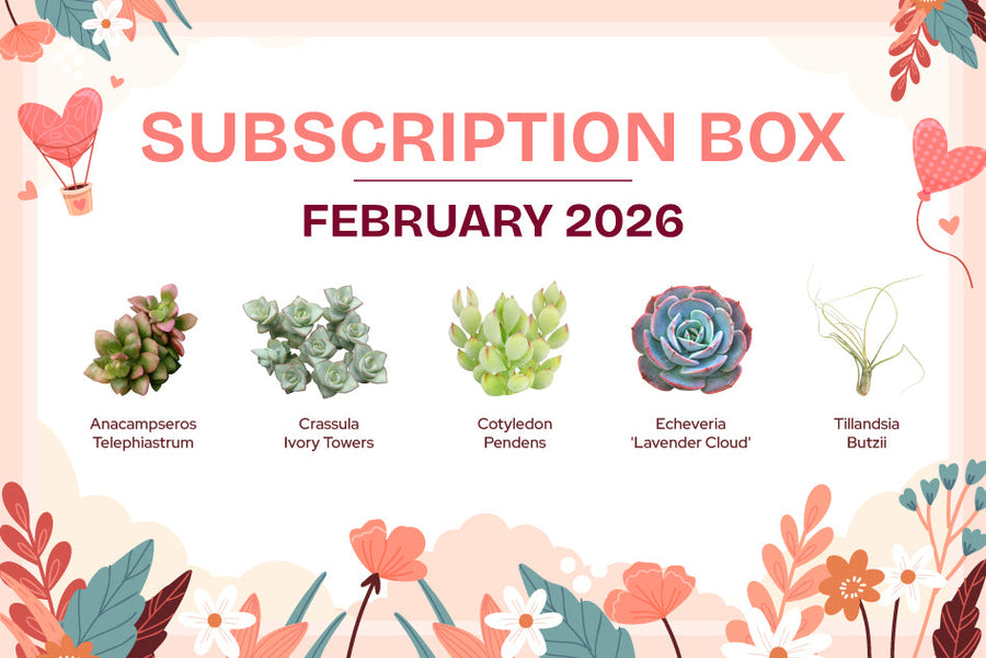 FEBRUARY 2026 SUCCULENT SUBSCRIPTION BOX CARE GUIDE