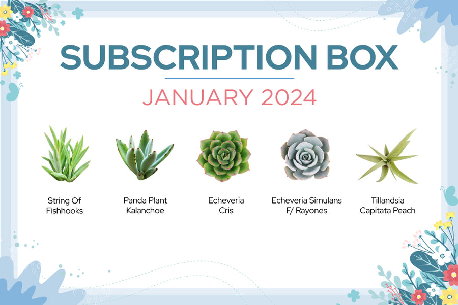 JANUARY 2024 SUCCULENT SUBSCRIPTION BOX CARE GUIDE