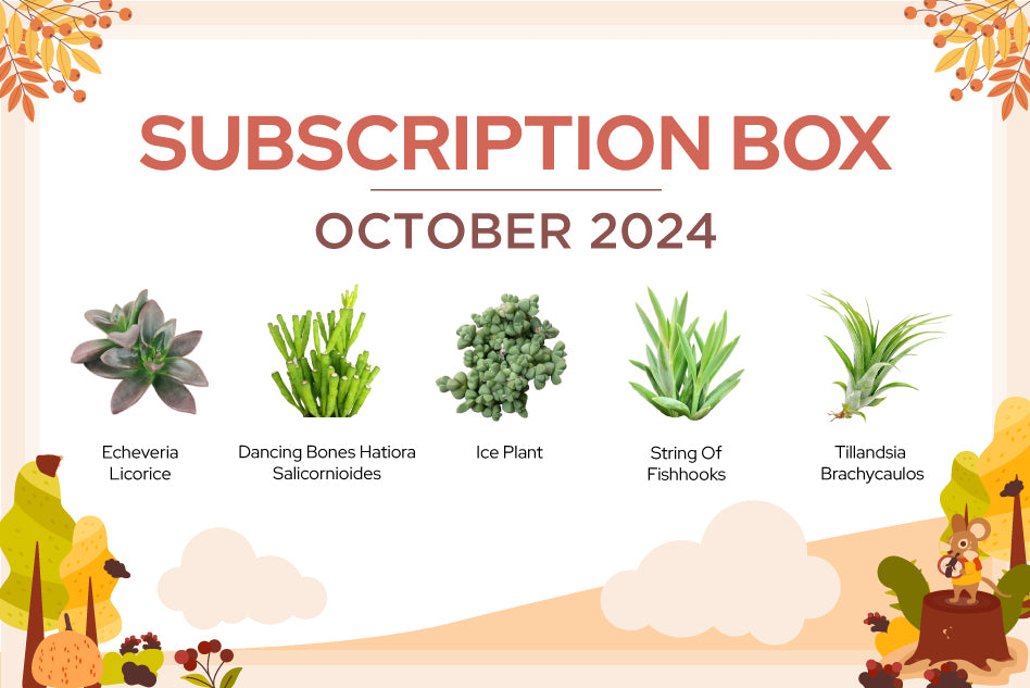 Succulents Subscription Box Care Guide