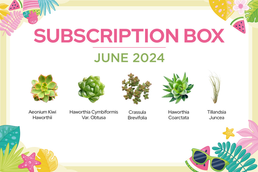 SUCCULENT SUBSCRIPTION BOX CARE GUIDE