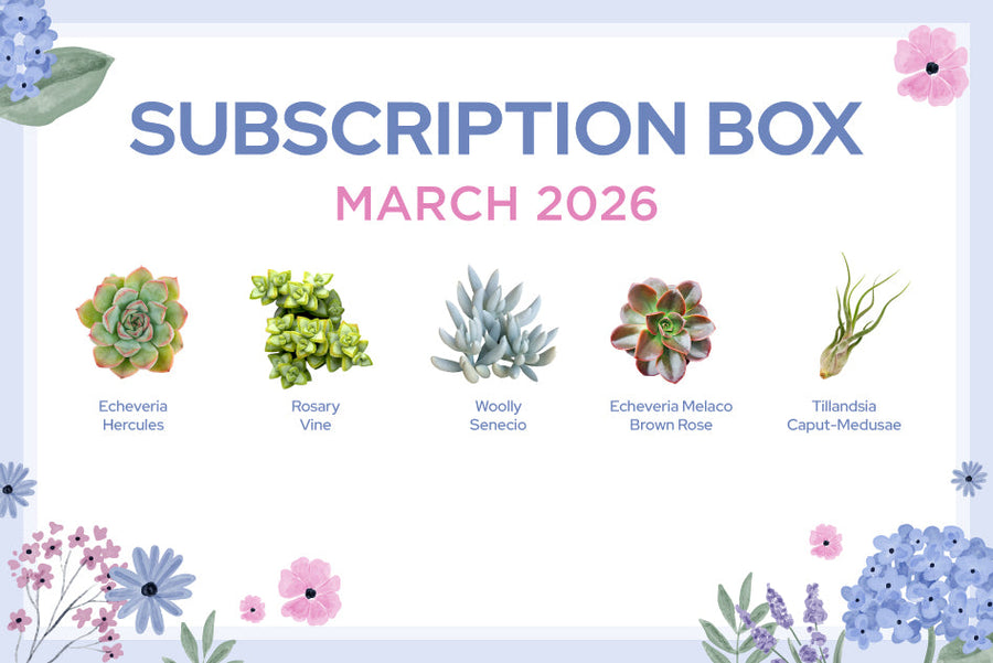 MARCH 2026 SUCCULENT SUBSCRIPTION BOX CARE GUIDE