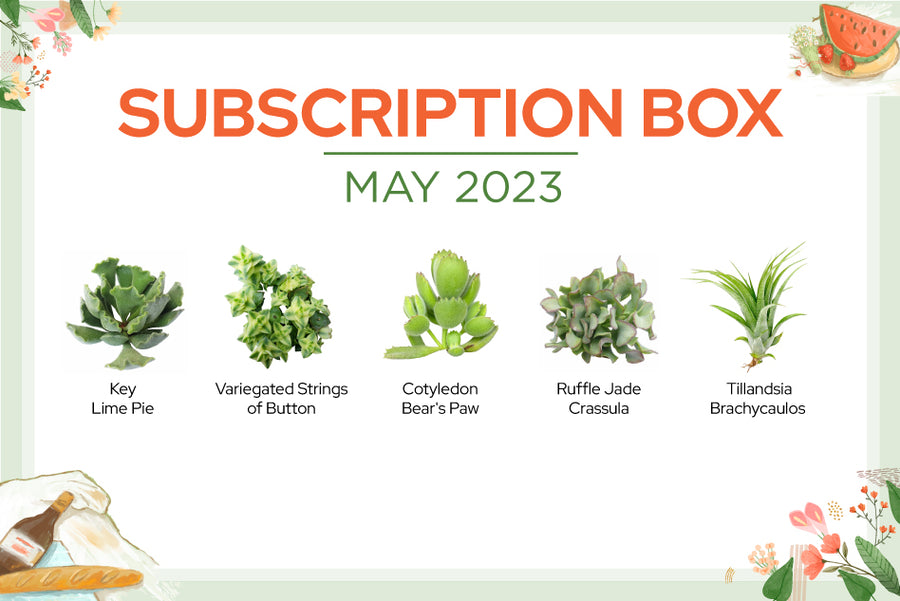 MAY 2023 SUCCULENT SUBSCRIPTION BOX CARE GUIDE