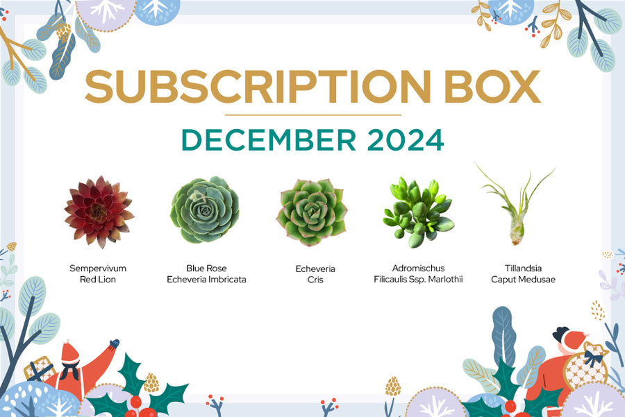 December 2024 Succulent Subscription Box, Succulent Gift Ideas