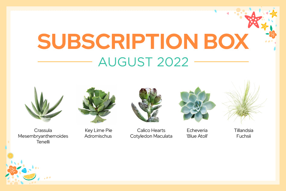 Succulent Subscription Box Monthly