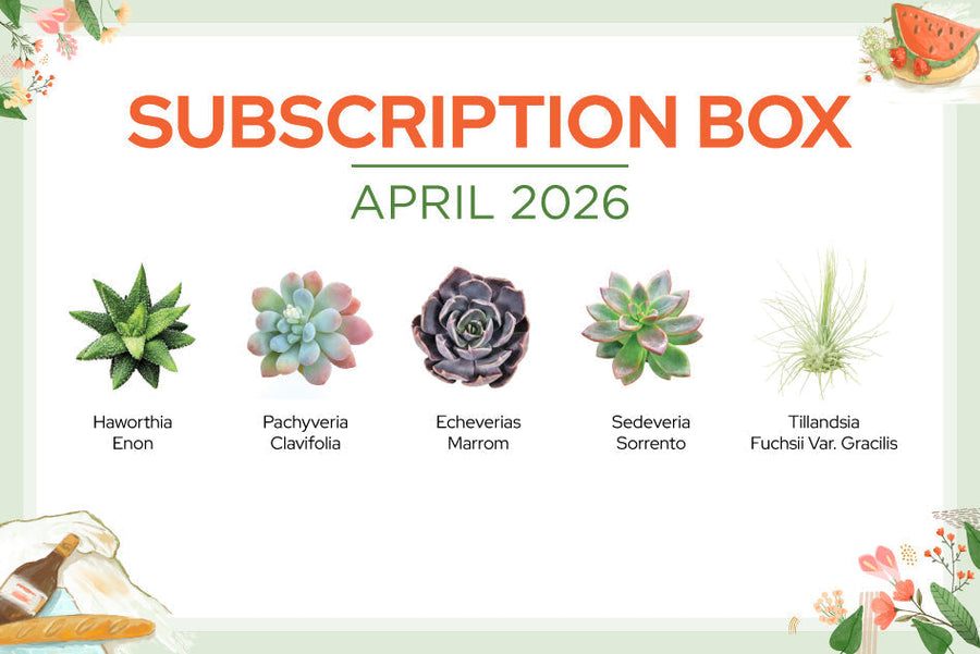 Succulent Form x Nizanda 速達発送 Succulent Form x Nizanda 速達発送 【公式通販】