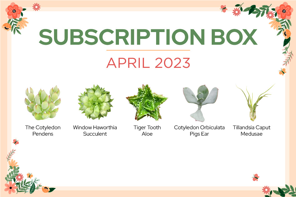 APRIL 2023 SUCCULENT SUBSCRIPTION BOX CARE GUIDE