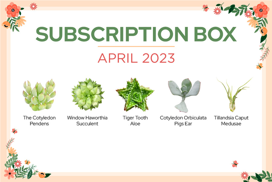 APRIL 2023 SUCCULENT SUBSCRIPTION BOX CARE GUIDE