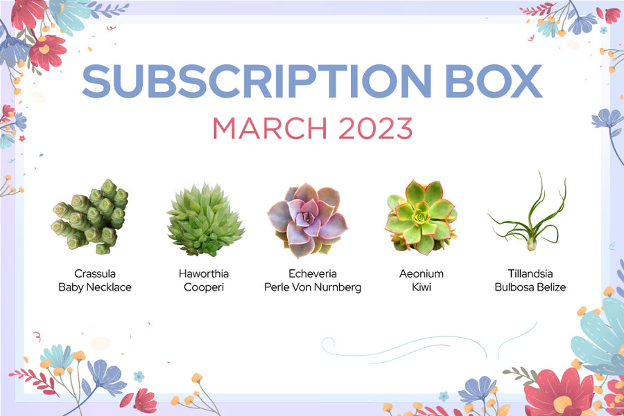 MARCH 2023 SUCCULENT SUBSCRIPTION BOX CARE GUIDE