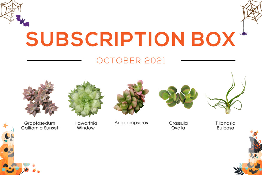 OCTOBER 2021 SUCCULENT SUBSCRIPTION BOX CARE GUIDE