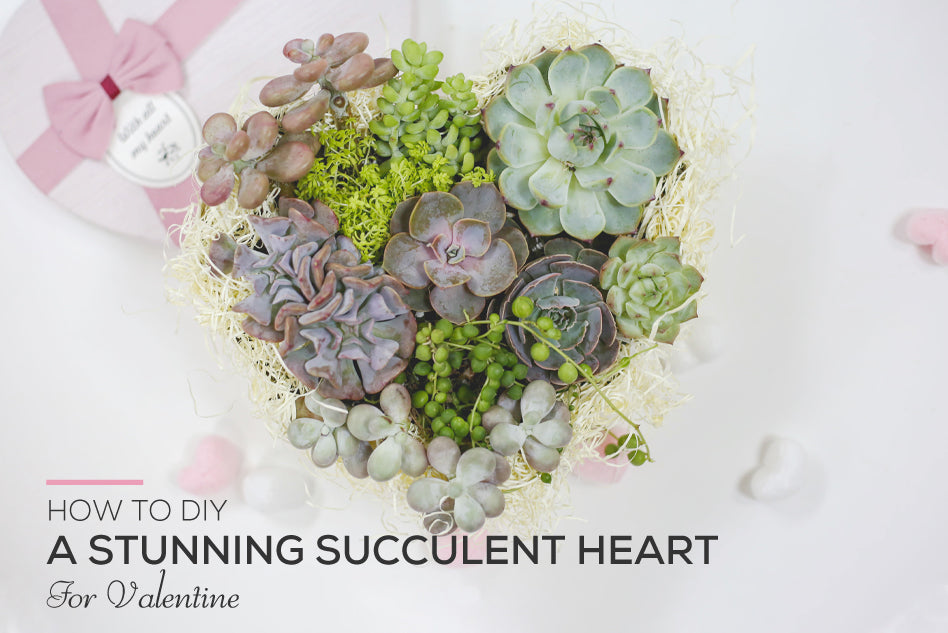 Valentines Day Succulent Ideas in 2023, Succulents for Valentine 2023, Valentines Day with Succulent Ideas, DIY Valentine's Day Decorations, DIY Valentine Gifts, Creative Valentines Ideas in 2023, Valentine's Day Gift Guide