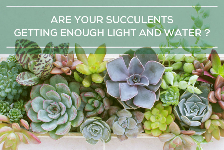 Are your succulents getting the right amount of sun and water, Succulent Care Guide, How to care for succulent plants