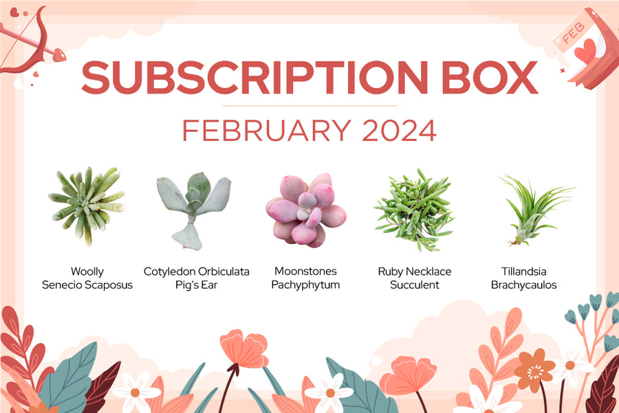 FEBRUARY 2024 SUCCULENT SUBSCRIPTION BOX CARE GUIDE