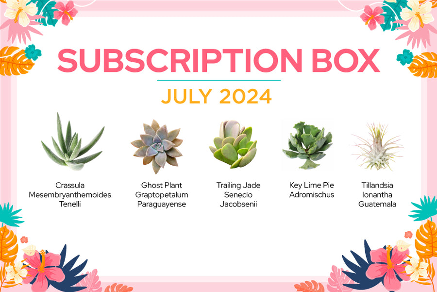 JULY 2024 SUCCULENT SUBSCRIPTION BOX CARE GUIDE