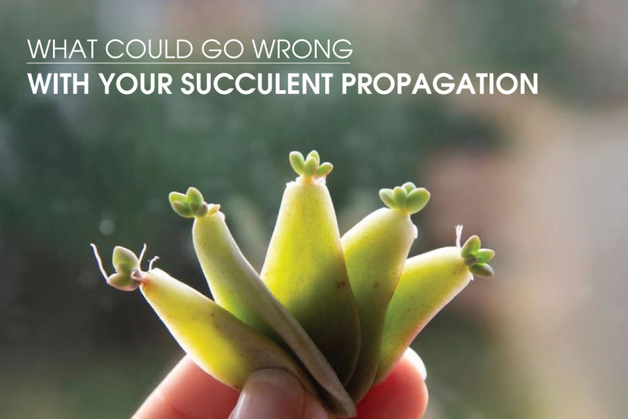 What could go wrong with your succulent propagation
