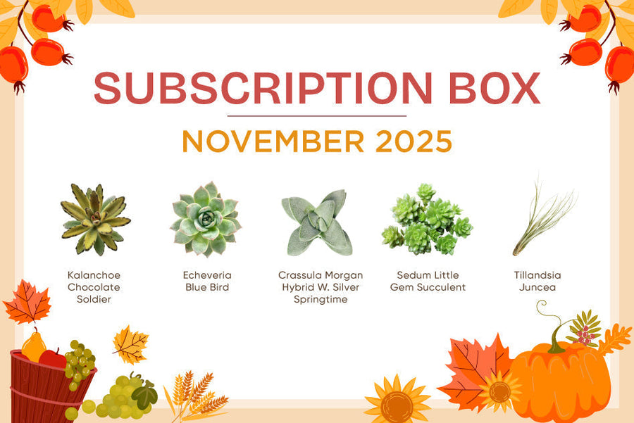 NOVEMBER 2025 SUCCULENT SUBSCRIPTION BOX CARE GUIDE