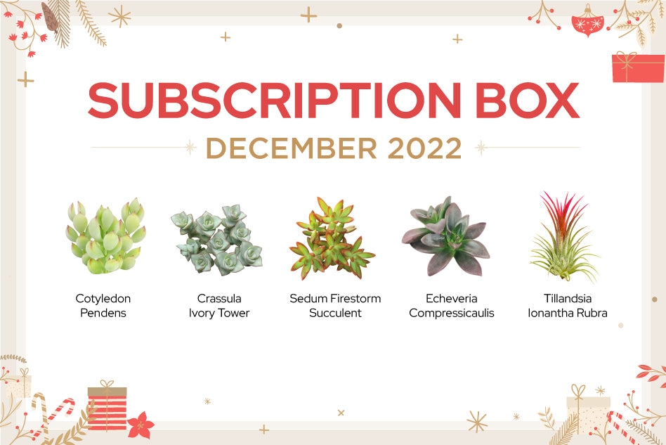 DECEMBER 2022 SUCCULENT SUBSCRIPTION BOX CARE GUIDE