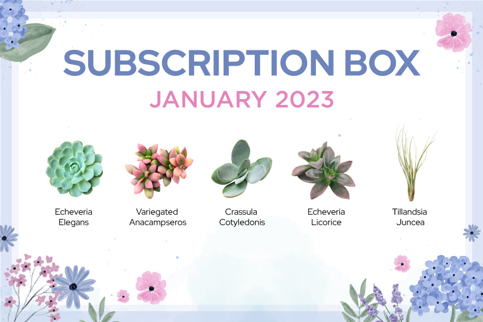 JANUARY 2023 SUCCULENT SUBSCRIPTION BOX CARE GUIDE