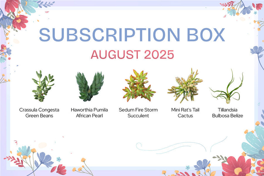 AUGUST 2025 SUCCULENT SUBSCRIPTION BOX CARE GUIDE