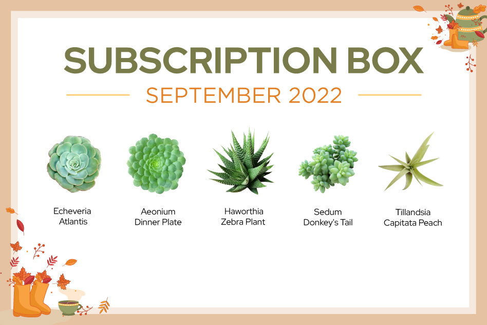 SEPTEMBER 2022 SUCCULENT SUBSCRIPTION BOX CARE GUIDE
