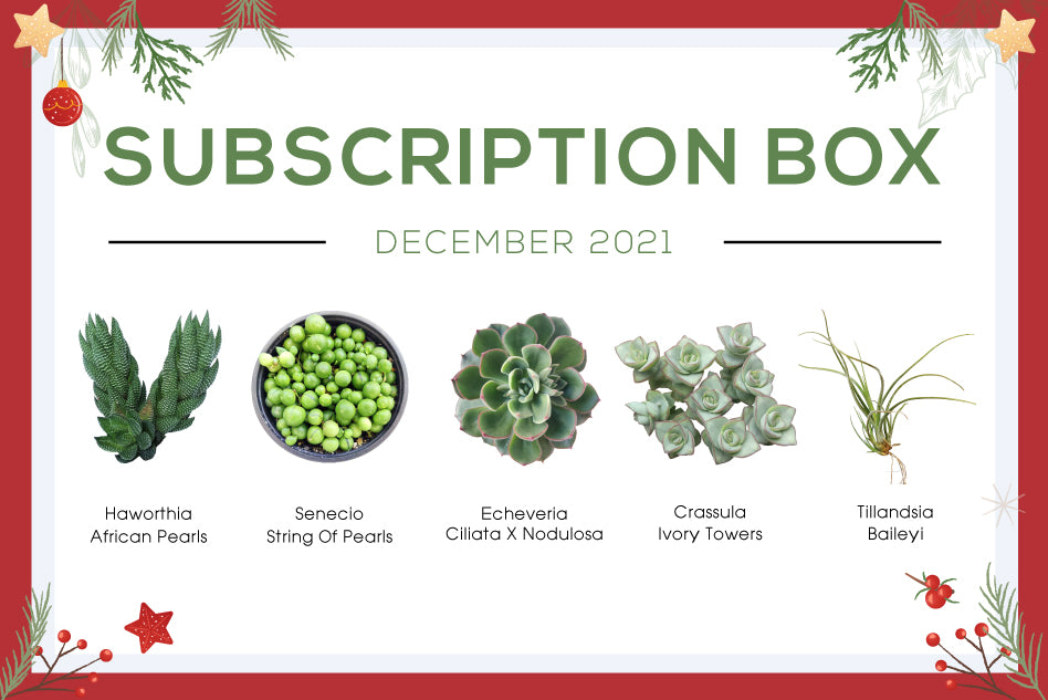 DECEMBER 2021 SUCCULENT SUBSCRIPTION BOX CARE GUIDE