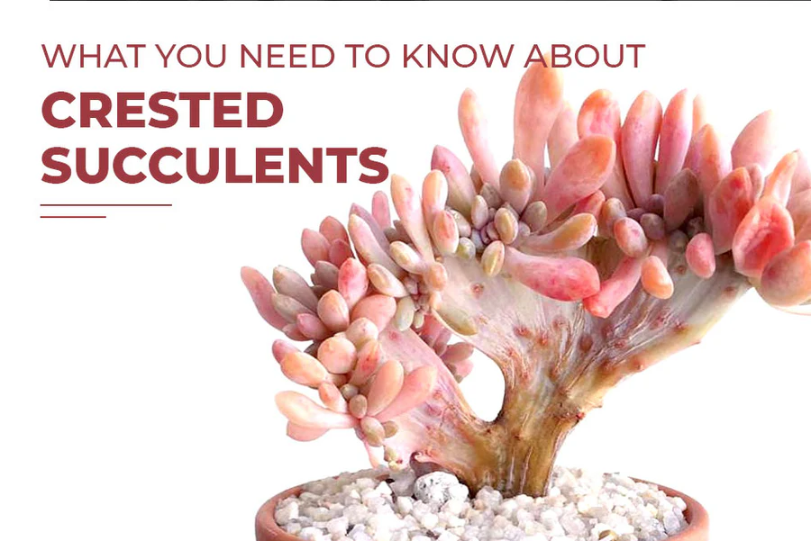 What you need to know about crested succulents