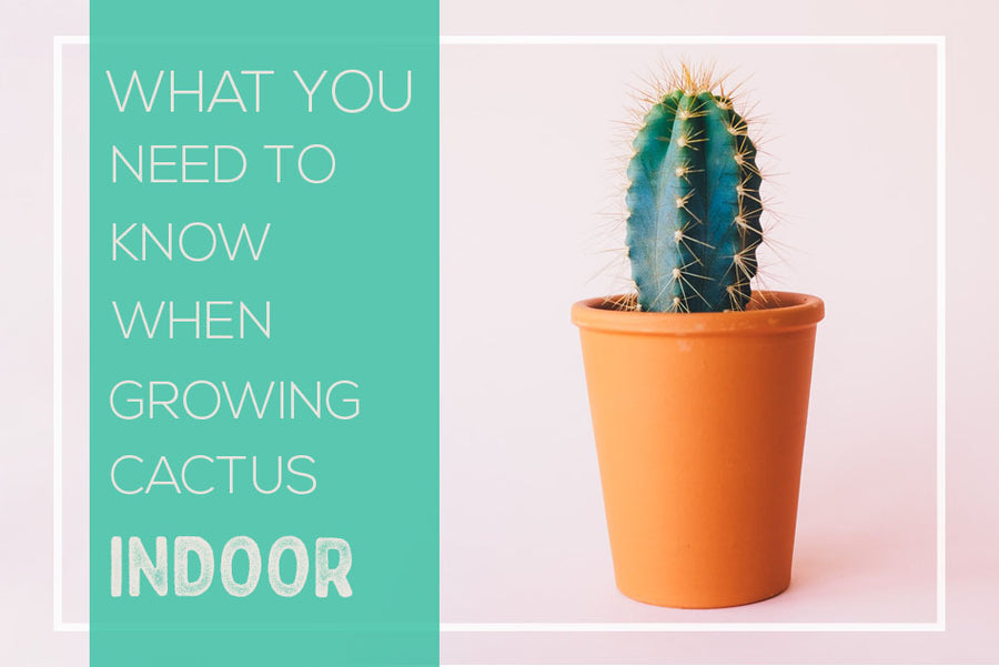 What you need to know when growing cactus indoor