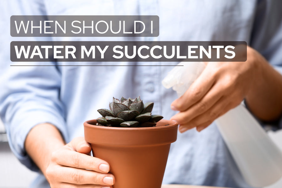 When Should I Water My Succulents?