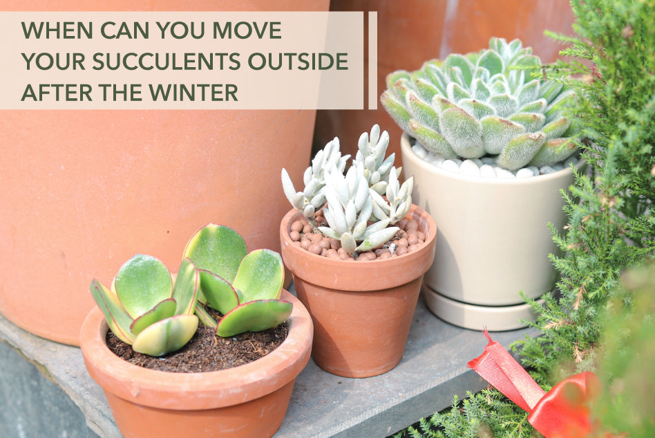 How to Care for Crassula Succulents: Succulent Care Guide - Succulents Box
